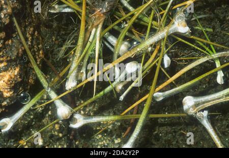 western quillwort (Isoetes lacustris), under water, Germany Stock Photo