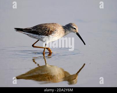 stilt sandpiper (Micropalama himantopus), Non-breeding adult wading in shallow water, Puerto Rico, Cabo Rojo Salt Flats National Wildlife refuge, Stock Photo