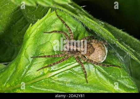 Spotted wolf spider, Ground spider (Pardosa amentata), female with cocoon, Germany Stock Photo