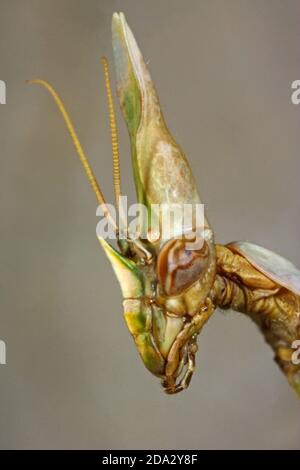 Cone-head Mantis (Empusa fasciata), portrait Stock Photo