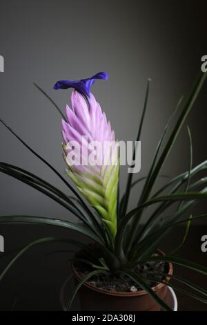 Pink quill or wallisia cyanea in flowerpot Stock Photo