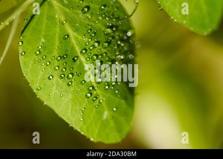 water drops on green leaf on blurred background Stock Photo