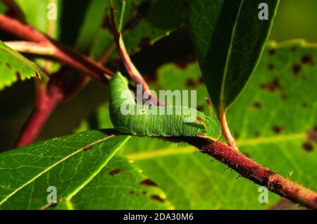 Lateral perspective view of Two tailed pasha (aka foxy emperor) caterpillar (Charaxes jasius) on twigs and green leaves of its host plant: Strawberry Stock Photo