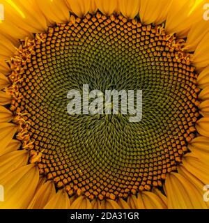 A close up of the centre of a sunflower Stock Photo