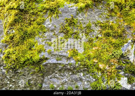 Ancient stone surface with green moss and lichen Stock Photo