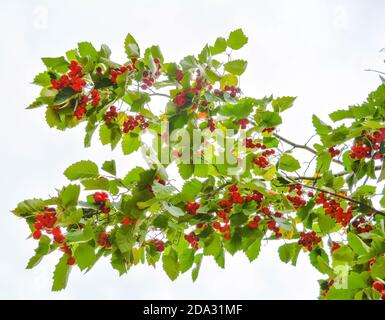 Ripe bright red hawthorn berry on branches with green leaves. Concept useful medicinal plant of Crataegus monogyna with mature berries Stock Photo