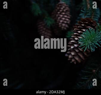 Close-up of pine cones on a branch in forest. Christmas black background. New Year dark background. Spruce needles. Fir branches in darkness. Conifers. Stock Photo