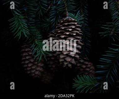 Close-up of pine cones on a branch in forest. Black background. Christmas concept. New Year dark background. Spruce needles. Pine cones and fir branch Stock Photo