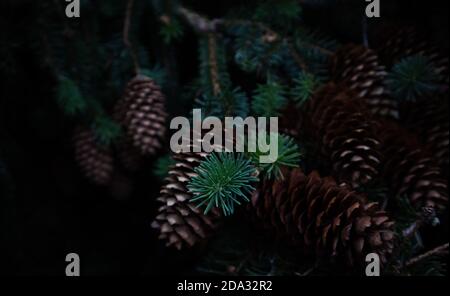 Close-up of pine cones on a branch in forest. Black background. Christmas concept. New Year dark background. Pine cones and fir branch. Moody tones. Stock Photo