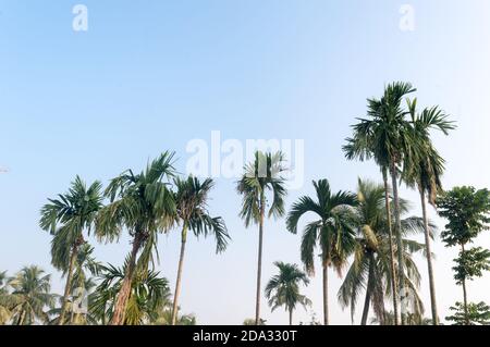 Beautiful coconut palm trees farm nature horizon on tropical sea beach against a pretty blue clear sky with no clouds at sunset sunlight. Summer Holid Stock Photo