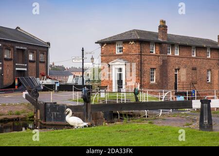 UK, England, Cheshire, Ellesmere Port, National Waterways Museum, swan beside locks opposite Toll House Stock Photo