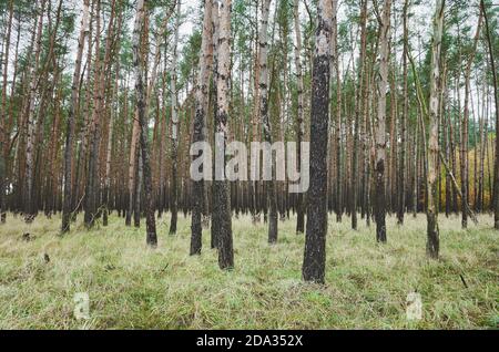 Picture of autumnal forest with birch trees. Stock Photo