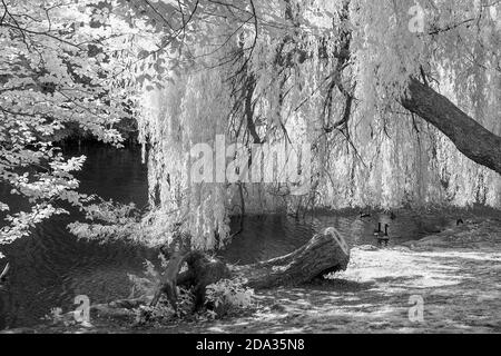 Maidenhead, Berkshire, UK., Sunday,  09/08/2020, Infra Red, Raymill Island, General View,   [Mandatory Credit: Peter Spurrier], Stock Photo