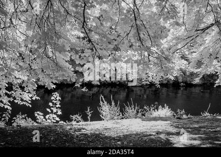 Maidenhead, Berkshire, UK., Sunday,  09/08/2020, Infra Red, Raymill Island, General View,   [Mandatory Credit: Peter Spurrier], Stock Photo