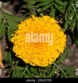 Yellow African Marigold Marigolds Stock Photo
