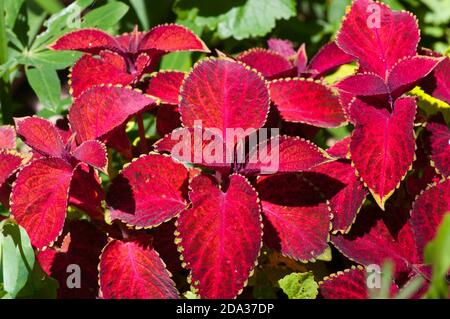 Red Coleus Plant Leaves Stock Photo