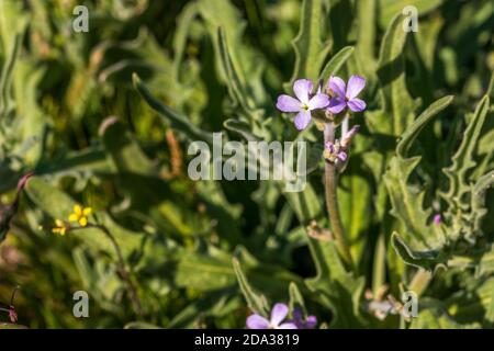 Matthiola parviflora,  Light Blue Stock Flowers Stock Photo