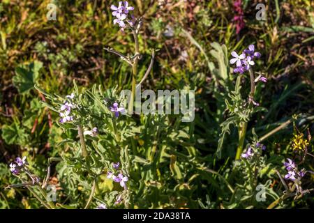 Matthiola parviflora,  Light Blue Stock Flowers Stock Photo