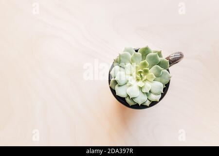 Top view of green echeveria succulent growing in old cup, concept of plastic free gardening and upcycling Stock Photo