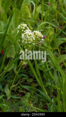 Lepidium draba, Pepper Cress in flower Stock Photo
