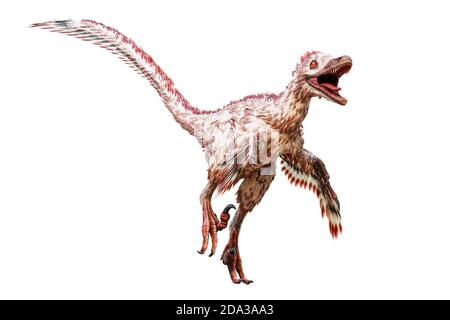 Velociraptor mongoliensis isolated on white background. Theropod dinosaur with feathers from Cretaceous period scientific 3D rendering illustration. Stock Photo