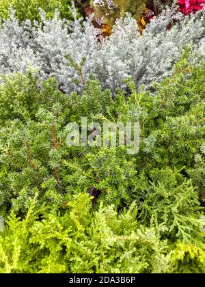 christmas coniferous background from young juniper. mobile photo Stock Photo