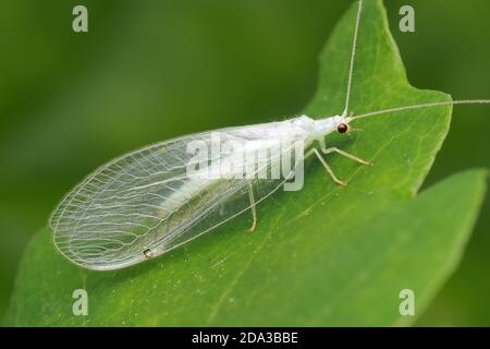 Freshly emerged Green Lacewing at rest on ivy leaf. Tipperary,Ireland Stock Photo