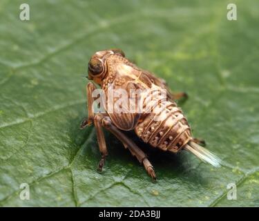 Issus coleoptratus planthopper nymph resting on ivy leaf. Tipperary,Ireland Stock Photo