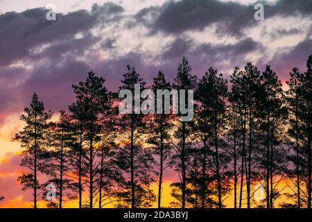 Sunset Sunrise Sky And Pine Forest Dark Black Spruce Trunks Silhouettes In Natural Sunlight Of Bright Colorful Dramatic Sky. Sunny Coniferous Forest Stock Photo