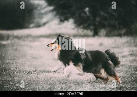 Shetland Sheepdog, Sheltie, Collie. Running Outdoor In Summer Grass. All colors except yellow are reduced. Photo Toned In Black And White Stock Photo