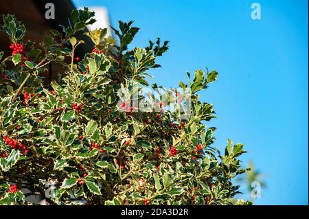 Ilex aquifolium, the holly, is an evergreen tree or shrub. It’s commonly associated with Christmas. Stock Photo