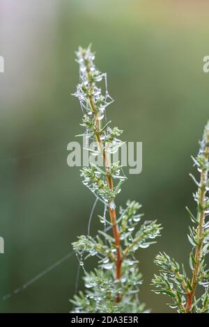 A dew and moisture covered spider web (Arachnida) spun across conifer plants in Autumn for catching insect prey more visible due to the water droplets Stock Photo