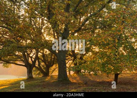 Common Beech, Fagus sylvatica, Oak, Qurcus, sun setting behind coloured leaves in autumn sun showing through golden trees in fall, November Stock Photo