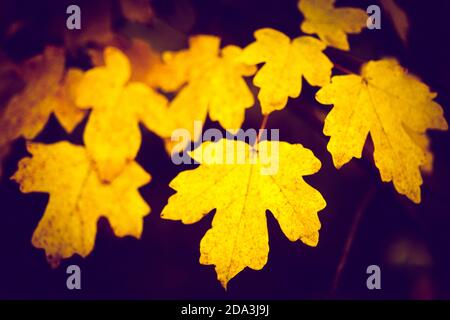Golden maple tree leaves on the branch closeup. Stock Photo