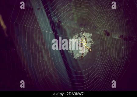 Wasp Spider [Argiope bruennichi] with Spider Web