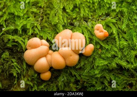 The fruting body of Wolf's Milk or Groening's Slime (Lycogala terrestre) slime mould growing with moss on a rotting log in a woodland in the Mendip Hills, Somerset, England. Stock Photo