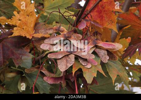 Multicolored  maple leaves and blossoms hanging on branches of the maple tree in autumn in Kaunas, Lithuania Stock Photo