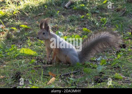 A beautiful fluffy gray-orange curious squirrel stands on its hind legs on the green grass, close-up, copy space. Wildlife care concepts Stock Photo