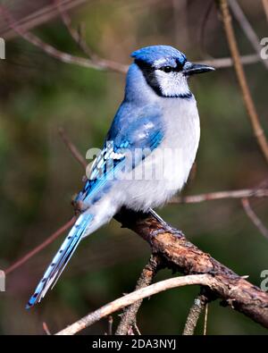 Flying blue jay hi-res stock photography and images - Alamy