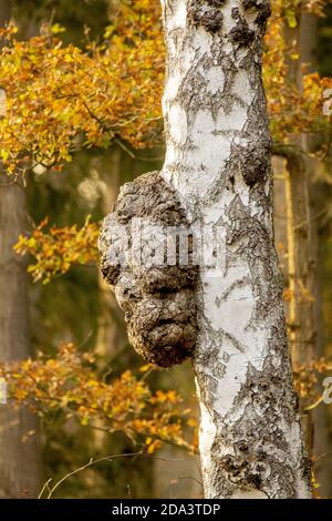 Autumn themed forest with large growth on birch tree Stock Photo
