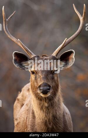 Wild male Sambar deer or Rusa unicolor portrait with long horn or stag in central india forest Stock Photo