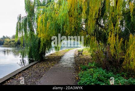 Verulamium Park St. Albans Hertfordshire UKk - Weeping Willow tree hanging over the footpath and lake Stock Photo