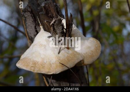 Fungus Growing on a Snapped Off Tree Trunk Stock Photo