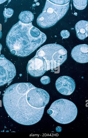 Close-up of methane gas bubbles trapped in ice on frozen lake surface Stock Photo