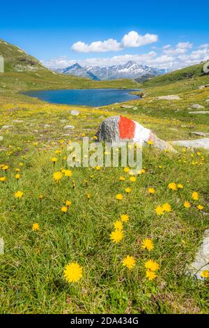 Hiking sign on grass covered by yellow flowers in bloom surrounding Baldiscio lakes, Valchiavenna, Vallespluga, Lombardy, Italy Stock Photo