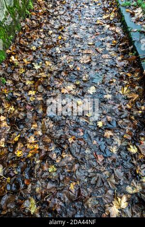 looking down at dead leaves on wet footpath Stock Photo