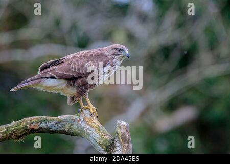 Common buzzard in autumn woodlands Stock Photo