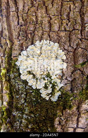 Common greenshield lichen on a bark background Stock Photo
