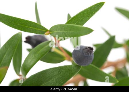 myrtle   plant with berries on white background Stock Photo