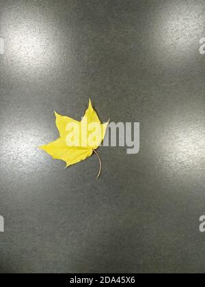 Bright yellow maple autumn leaf on gray stone tiles. Background with a yellow leaf. Stock Photo